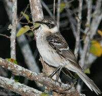 galapagos mockingbird