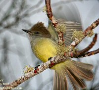 galapagos flycatcher