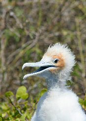 great frigatebird