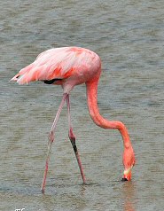 greater flamingo