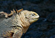 iguana