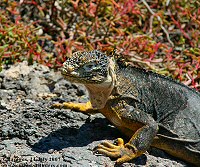 iguana