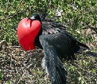 frigatebird