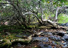 mangroves