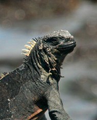 marine iguana