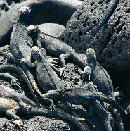 Marine Iguanas