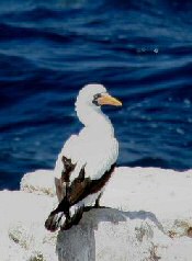 Nazca Booby