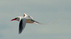 red-billed tropicbird