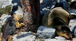 sea lion & iguana