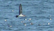 Audubon's Shearwaters