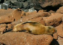 Southern Sea Lion