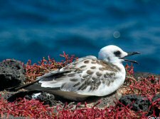 swallow-tailed gull