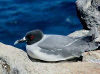 swallow-tailed gull