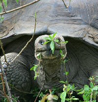 galapagos tortoise