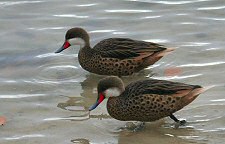 white-cheeked pintail