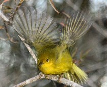 yellow warbler