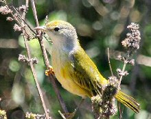 Immature Yellow Warbler