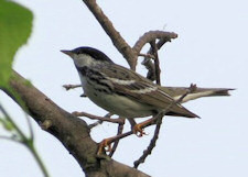 Blackpoll Warbler