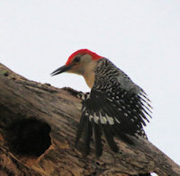 Red-bellied Woodpecker