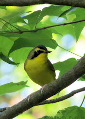 Kentucky Warbler