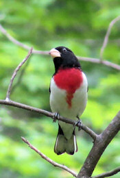 Rose-breasted Grosbeak