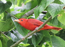 summer tanager