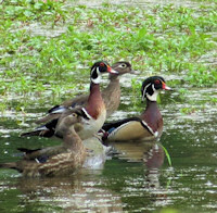 wood ducks