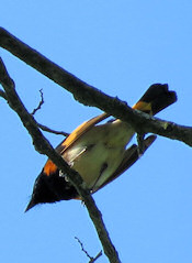 American Redstart