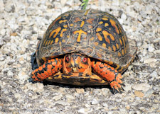 box turtle