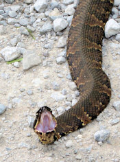 Cottonmouth