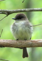 Eastern Phoebe