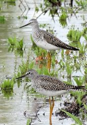 Lesser Yellowlegs