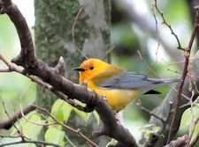 Prothonotary warbler