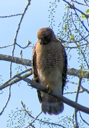 red-shouldered hawk