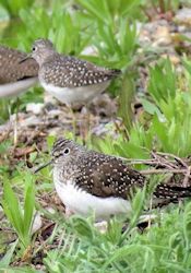 Solitary Sandpipers