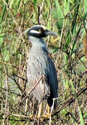 Yellow-crowned Night Heron