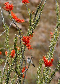 ocotillo