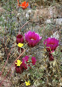 hedgehog cactus