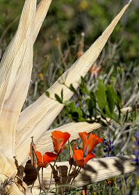 mariposa lily