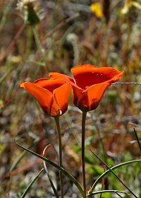 mariposa lily