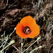 mariposa lily