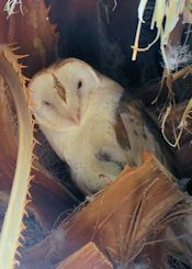 barn owl