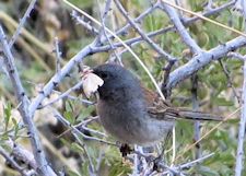 Black-chinned Sparrow