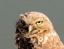 burrowing owl