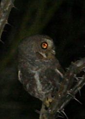 elf owl