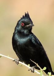 Phainopepla