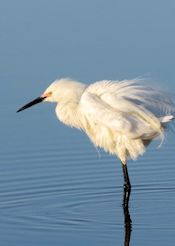 snowy egret