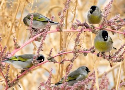 Lawrence's Goldfinch