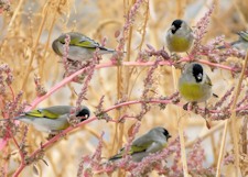 Lawrence's Goldfinch