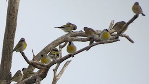 Lawrence's Goldfinches